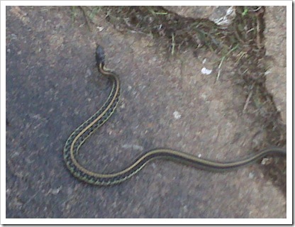 Snake