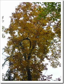 PA110073