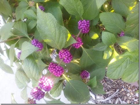 VanWinkle1