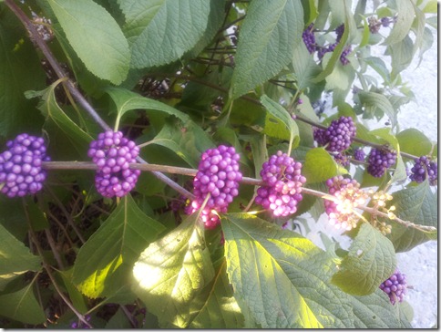 VanWinkle2